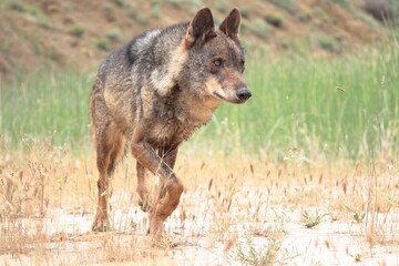 Obraz premium Iberian wolf (Canis lupus signatus) lurking in waterlogged soil.