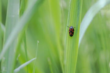 a red-black blood cicada sits on a leaf