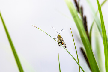 Scorpion fly sitting on a blade of grass