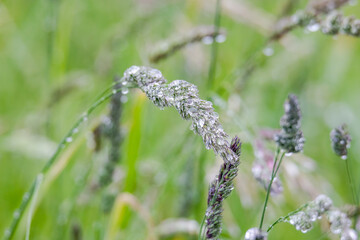 Raindrops glisten on the flower panicles of grasses