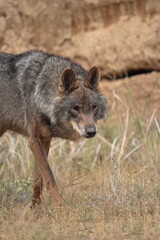 Medium shot of Iberian wolf (Canis lupus signatus) in profile.