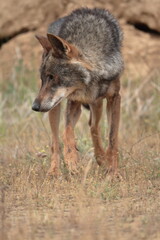 58 / 5000Resultados de traducciónIberian wolf (Canis lupus signatus) studying the field.