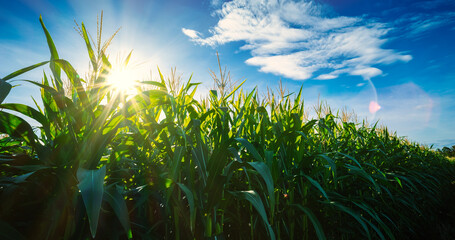 Maize or corn on agricultural field with sunshine on blue sky - Powered by Adobe