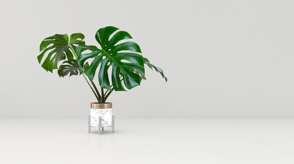 Monstera tree in White Marble plant pots isolated on white background with copy space, minimal...