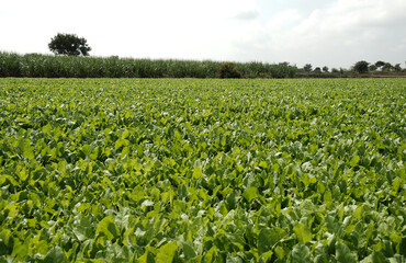 Lush green Spinach cultivated in vegetable field, Fresh green leaves background