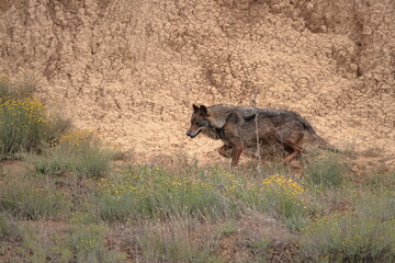 Iberian wolf (Canis lupus signatus) moving through rough terrain.