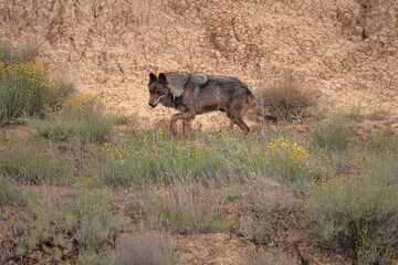 Iberian wolf (Canis lupus signatus) moving through rough terrain.