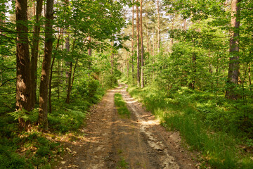 leśna letnia ścieżka