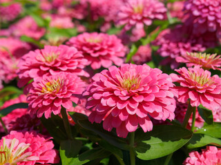 Close-up full bloom pink Zinnia Elegans known as Youth-and-Age, Common Zinnia or Elegant Zinnia.