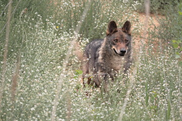 Naklejka premium Iberian wolf (Canis lupus signatus) observing hidden among the vegetation.
