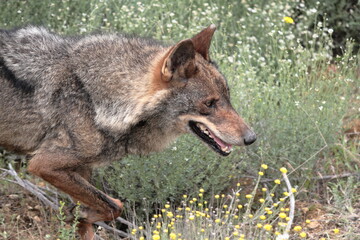  Iberian wolf (Canis lupus signatus) enters the vegetation.  - obrazy, fototapety, plakaty