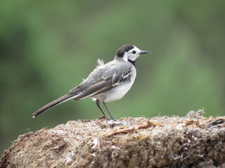 Beautiful bird on a beautiful background