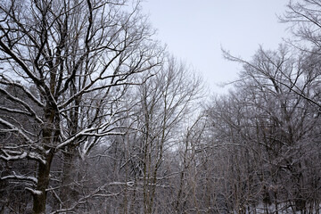 Naklejka na ściany i meble white fresh snow in forest