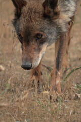 Close-up of Iberian Wolf (Canis lupus signatus) sniffing the ground.