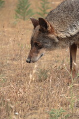 Fototapeta premium Close-up of Iberian Wolf (Canis lupus signatus) sniffing the ground.