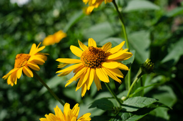 Sunflower. The bee is sitting on a flower. Orange flower. Flower bed.