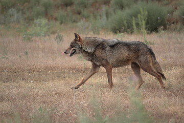 Iberian wolf (Canis lupus signatus) walking in profile.