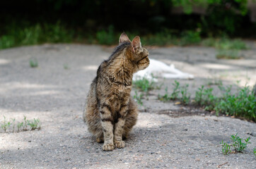 Naklejka na ściany i meble The street cat is walking. Yard spotted cat. A wandering pet. Pedigree pet for a walk.
