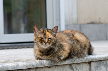 The street cat lies on the street. Yard spotted cat. Abandoned pet. Domestic thoroughbred pet.