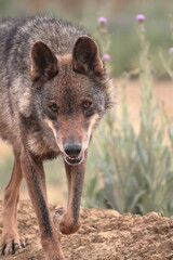 Iberian wolf (Canis lupus signatus) looking straight ahead.