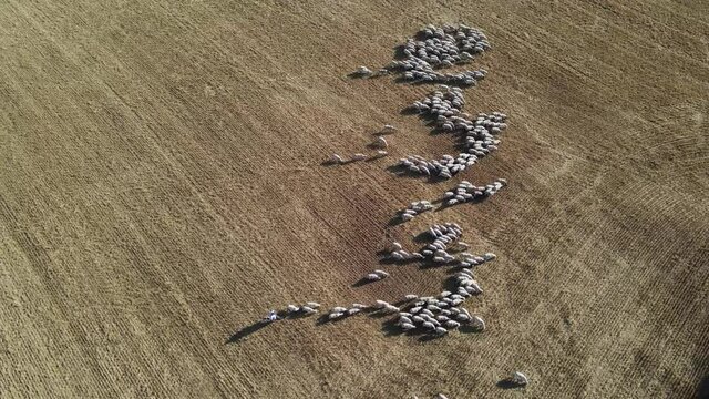Sheep and Shepard Aerial Drone Shot 4K