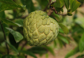 Obraz premium Custard apple (fruit) or Sugar apples on the tree branch in the garden, India.