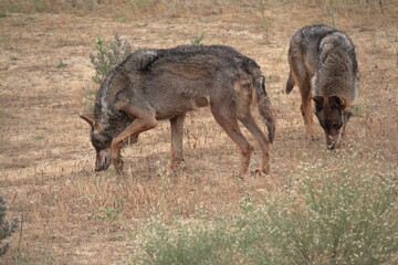 Iberian wolves (Canis lupus signatus) searching for a trail in arid terrain.