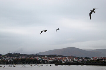 Seagulls fly on a cloudy day over ships docked in a port.
