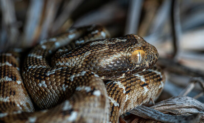 most venomous snake in Dubai, saw scaled viper from Dubai desert