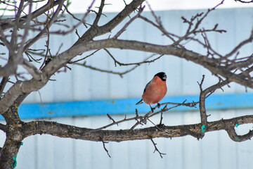 birds eat seeds in the garden in winter