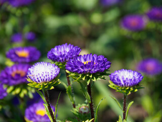 Violet Aster, showed vivid color in garden background.