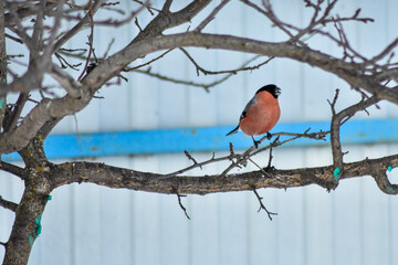 birds eat seeds in the garden in winter