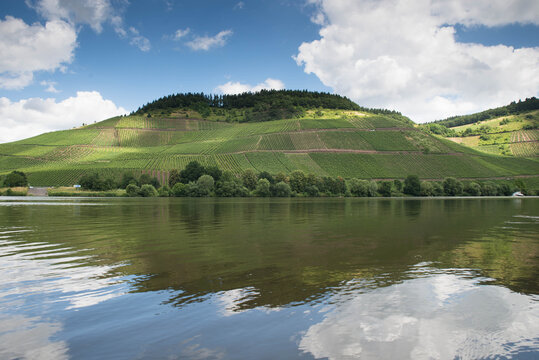 Landscape with the river Moselle and the vineyards close to Trier, rhine land palatine in Germany