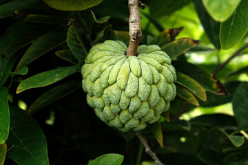 Custard apple (fruit) or Sugar apples on the tree branch in the garden, India.