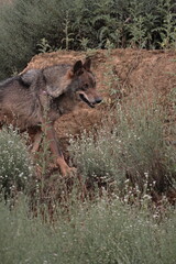 Iberian wolf (Canis lupus signatus) observing hidden among the Mediterranean vegetation.