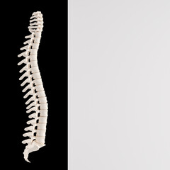 Human backbone bones on bicolor background.