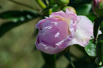 Pink and White Peony blooming in a Garden