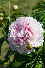 Fototapeta na wymiar Pink and White Peony blooming in a Garden