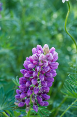 Lupins Blooming in a Garden