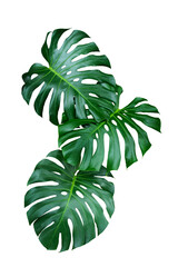 Fototapeta na wymiar Green Leaf Monstera On White Background, Real Tropical Jungle Foliage Plants.