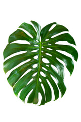Green Leaf Monstera On White Background, Real Tropical Jungle Foliage Plants. © rakop_ton