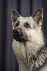 The Eastern European Shepherd looks carefully forward and slightly upwards. The expression of her...