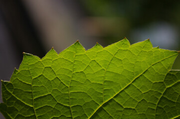 Veins in a young green leaf. Background with green vine leaf with copy space. . High quality photo