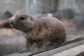 Obraz premium prairiedog sitting by the glass
