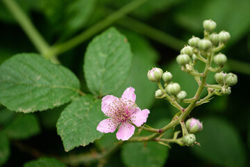 Close up of the pink flower of an Rosa canina