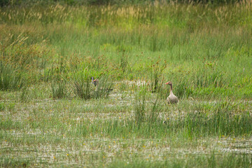 Goose in the wild