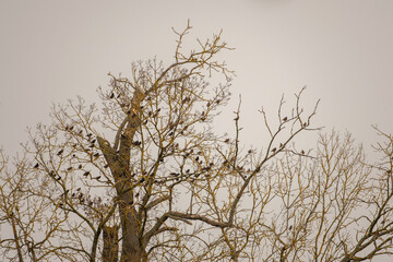 Tree populated by birds
