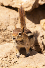 Golden Mantled Ground Squirrel