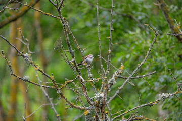 Long-tailed tit on a branch - Aegithalos caudatus