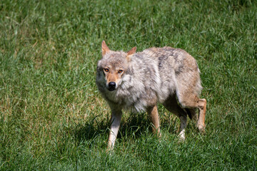 Beautiful and Awesome gray wolf walking on the grass